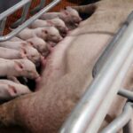 China pide a los mataderos que ayuden a estabilizar los precios del cerdo