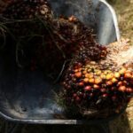Crecientes tensiones entre los productores asiáticos de aceite de palma y la Unión Europea