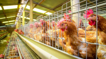 El desprendimiento de carga ve el sacrificio de 10 millones de pollitos: Asociación Avícola de SA