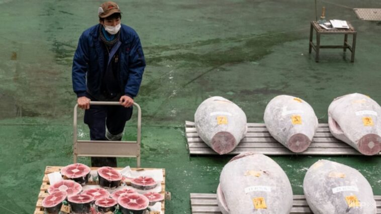 El precio del atún en Japón supera los US$270.000 en subasta de Año Nuevo