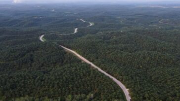 Indonesia frena la exportación de aceite de palma, los planes de biodiésel afectarán los suministros mundiales de aceite vegetal