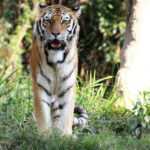 Informes: tigre recapturado en Edenvale