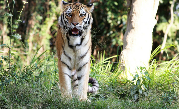 Informes: tigre recapturado en Edenvale