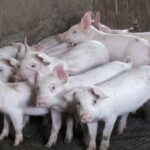 La corona danesa dice que la demanda china de carne de cerdo se ha reducido y eliminará 550 puestos de trabajo