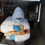 El consumo de pollo y huevos no representa ningún riesgo para la salud humana, insistieron las autoridades