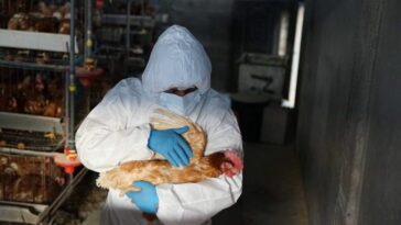 El consumo de pollo y huevos no representa ningún riesgo para la salud humana, insistieron las autoridades