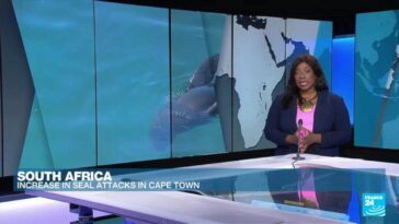 Focas envenenadas e hiperagresivas atacan a turistas de Ciudad del Cabo