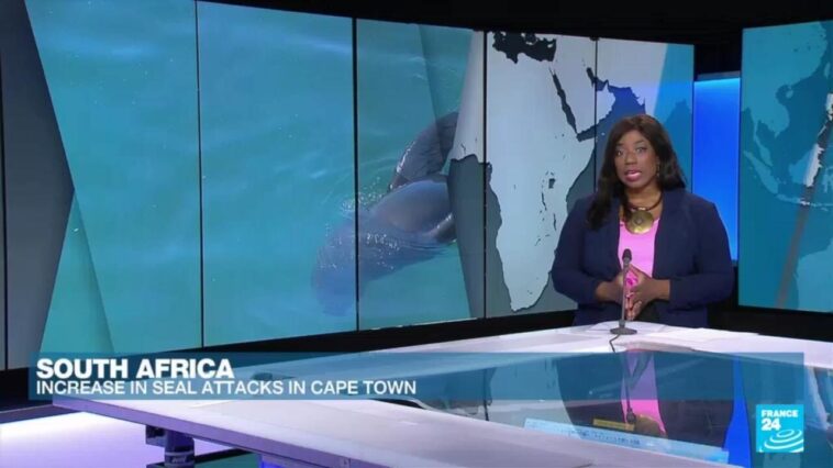 Focas envenenadas e hiperagresivas atacan a turistas de Ciudad del Cabo