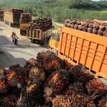 Indonesia revisará su cuota de exportación de aceite de palma: Ministerio