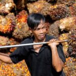 Se ve a India lidiando con las restricciones de Indonesia a las exportaciones de aceite de palma