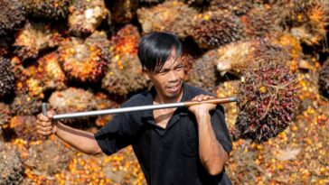 Se ve a India lidiando con las restricciones de Indonesia a las exportaciones de aceite de palma