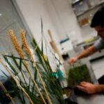 Indonesia aprueba trigo transgénico tolerante a la sequía de Bioceres de Argentina
