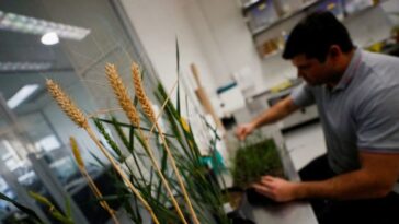 Indonesia aprueba trigo transgénico tolerante a la sequía de Bioceres de Argentina