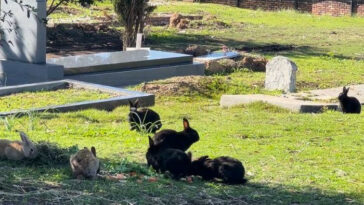 No regales conejitos de verdad esta Pascua, aboga por el grupo de rescate de conejos de Ciudad del Cabo