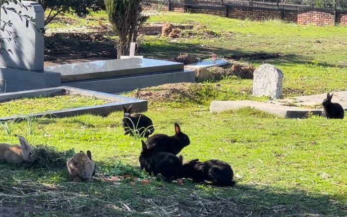 No regales conejitos de verdad esta Pascua, aboga por el grupo de rescate de conejos de Ciudad del Cabo