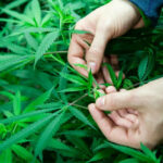 La industria del cannabis de SA vale tanto como R28bn, dice el gobierno de Western Cape