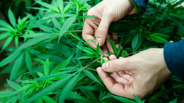 La industria del cannabis de SA vale tanto como R28bn, dice el gobierno de Western Cape