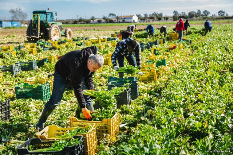 Migración laboral: mejorar las vías legales para trabajar en la UE |  Noticias |  Parlamento Europeo