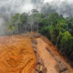 Parlamento adopta nueva ley para combatir la deforestación global |  Noticias |  Parlamento Europeo