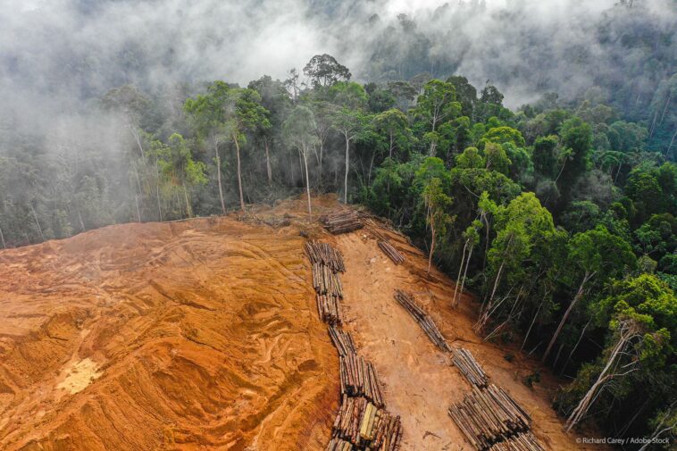 Parlamento adopta nueva ley para combatir la deforestación global |  Noticias |  Parlamento Europeo