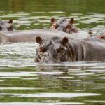 El infame Pablo Escobar, pasó de contrabando cuatro hipopótamos de un parque de vida silvestre en Dallas, Texas, a su nuevo zoológico exótico al este de Medellín, su ciudad.