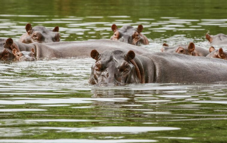 El infame Pablo Escobar, pasó de contrabando cuatro hipopótamos de un parque de vida silvestre en Dallas, Texas, a su nuevo zoológico exótico al este de Medellín, su ciudad.