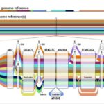 El pangenoma se presenta en forma de un mapa de tubos, que muestra las diversas rutas que toman las secuencias de ADN a medida que experimentan diferentes mutaciones y transformaciones.