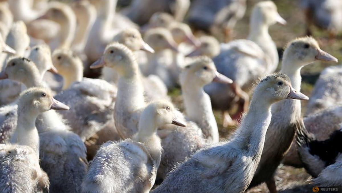 Científicos aíslan un gen humano capaz de defenderse de la mayoría de los virus de la gripe aviar