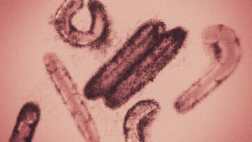 La OMS declara el fin del brote del virus de Marburg en Guinea Ecuatorial