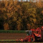 La alternativa francesa al pesticida de la remolacha azucarera podría estar a cinco años de distancia