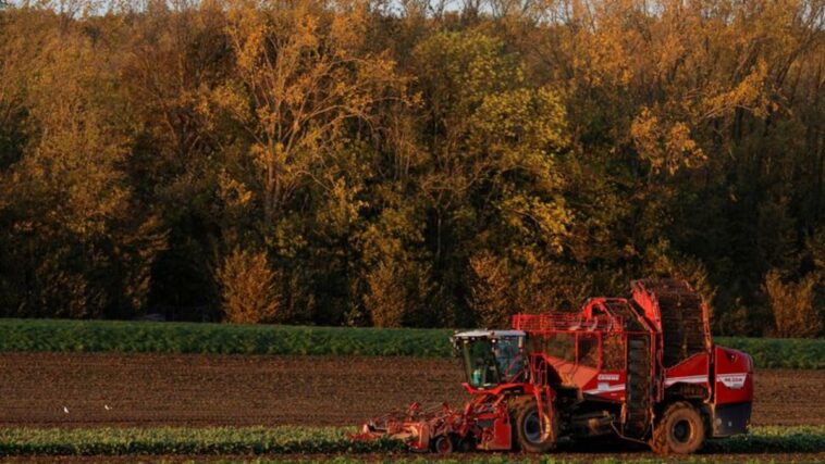 La alternativa francesa al pesticida de la remolacha azucarera podría estar a cinco años de distancia