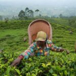 Sri Lanka comenzará el trueque de té por petróleo con Irán el próximo mes