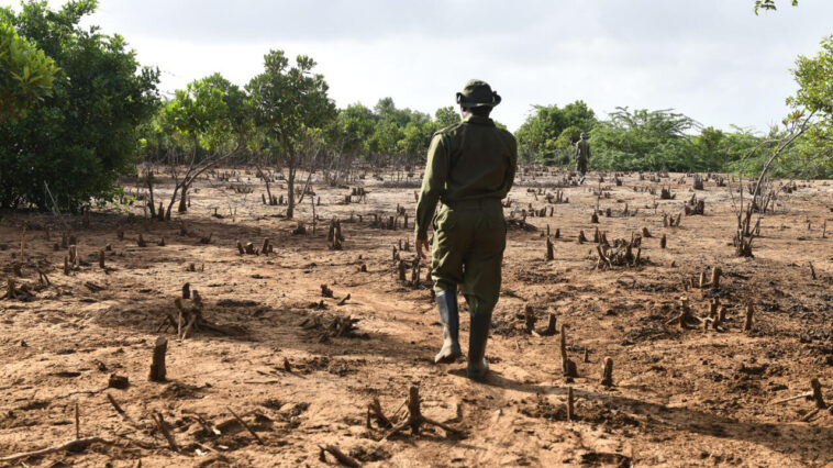 El presidente de Kenia, Ruto, levanta la prohibición de tala de seis años a pesar de las preocupaciones ambientales