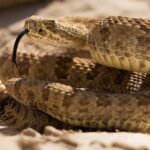 Las serpientes de cascabel incomprendidas tienen un lado tierno, según un estudio