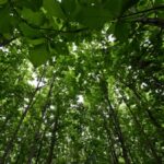 Nestlé intensifica proyecto de reforestación en Costa de Marfil