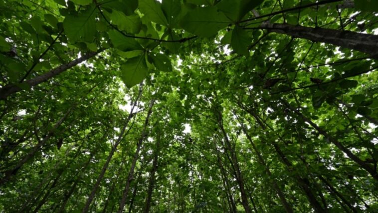 Nestlé intensifica proyecto de reforestación en Costa de Marfil
