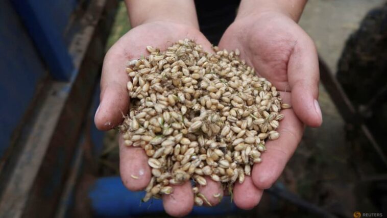 Producción de trigo de China cae un 0,9% tras daños por lluvia antes de la cosecha