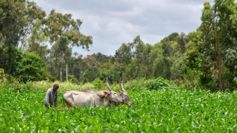 ¿Cómo afectará el calentamiento global a los cultivos que cultivamos?