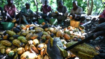 Cinco trabajadores se sientan detrás de un montón de mazorcas de cacao en un bosque.  En primer plano se utiliza un cuchillo para extraer los granos de una vaina.