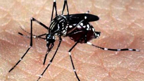 El mosquito Aedes Aegypti se ha vuelto inmune a algunos insecticidas debido al uso excesivo de estos químicos.