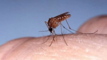 Oropouche causa una condición similar a la del dengue