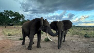 Para los elefantes, como para las personas, los saludos son un asunto complicado