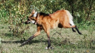 ¿Un zorro sobre zancos?  El lobo de crin argentino de patas largas regresó a la naturaleza