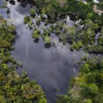 Estudio de caso de enseñanza en escuelas de negocios: ¿Pueden los bonos de biodiversidad salvar los hábitats naturales?