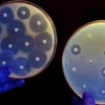 Los antibióticos se colocan en placas de Petri llenas de bacterias.