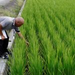 Mientras los veranos sofocantes devastan los cultivos, Japón apuesta por un arroz resistente al calor