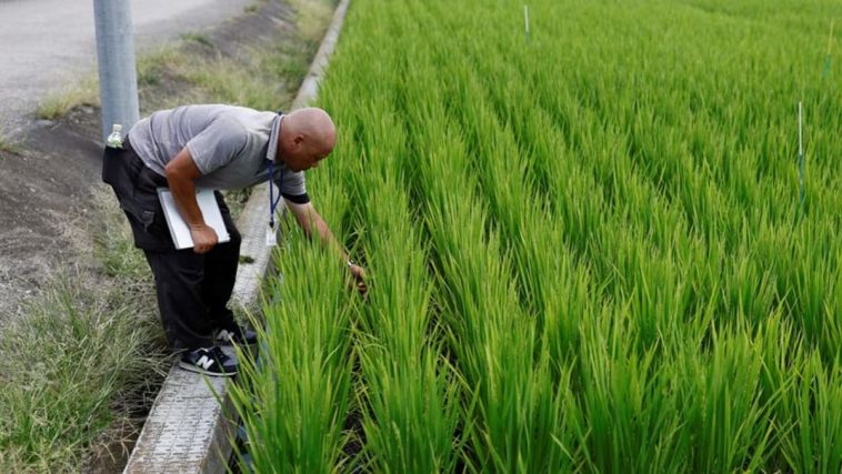 Mientras los veranos sofocantes devastan los cultivos, Japón apuesta por un arroz resistente al calor