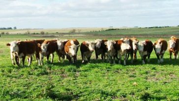 América del Norte, principalmente Estados Unidos, ha sido el principal destino de la carne bovina uruguaya en el primer semestre de este año, por delante de China