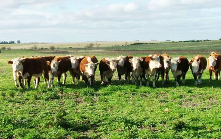 América del Norte, principalmente Estados Unidos, ha sido el principal destino de la carne bovina uruguaya en el primer semestre de este año, por delante de China