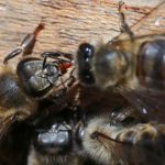 Científicos colombianos desarrollan suplemento para proteger a las abejas de los pesticidas